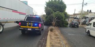 Rachas de viento provocan caída de cuatro árboles en Morelia