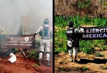 Fuerzas federales destruyen tres plantíos de mariguana, en Arteaga