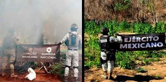Fuerzas federales destruyen tres plantíos de mariguana, en Arteaga