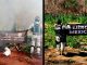 Fuerzas federales destruyen tres plantíos de mariguana, en Arteaga