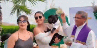 #VIDEO /Bulldog francés “es bautizado” y se vuelve viral en redes
