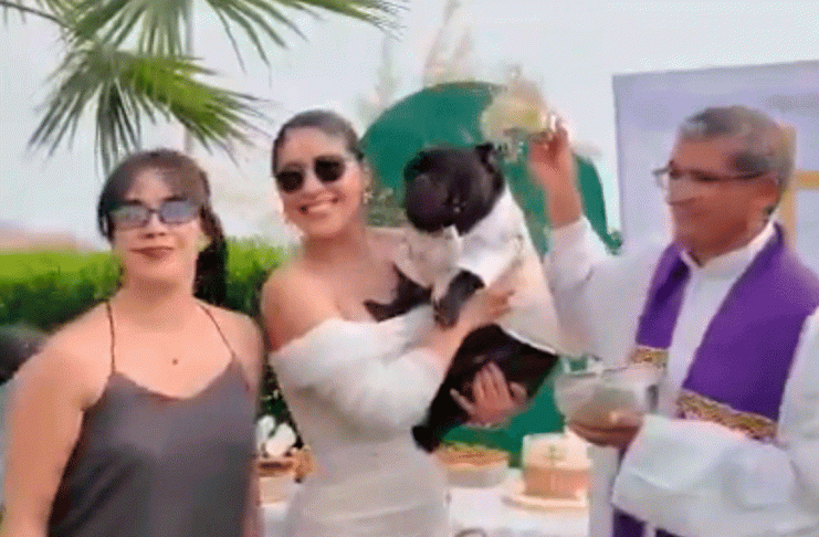 #VIDEO /Bulldog francés “es bautizado” y se vuelve viral en redes