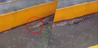 #VIDEO // De la selva al mercado: cocodrilo aparece en la Central de Abasto y causa alarma