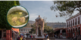 Pozole de elote, tradición que da sabor a Jiquilpan