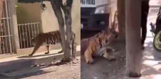 #VIDEO || Tigre de Bengala sorprende al pasear por calles de Tecuala