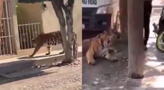 #VIDEO || Tigre de Bengala sorprende al pasear por calles de Tecuala
