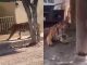 #VIDEO || Tigre de Bengala sorprende al pasear por calles de Tecuala