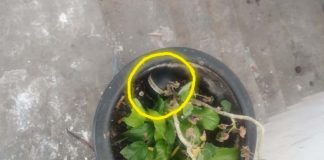 Hallan granada de gas en el fraccionamiento Hacienda del Sol, Tarímbaro