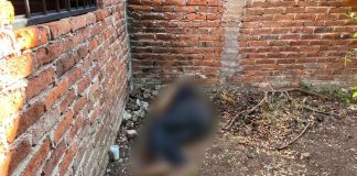 De cinco balazos matan a un hombre, en vivienda de Jacona