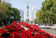CDMX se llena con 1 millon de plantas rumbo al Mundial 2026