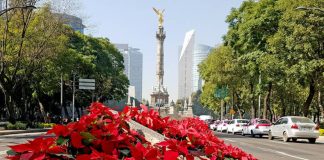 CDMX se llena con 1 millon de plantas rumbo al Mundial 2026