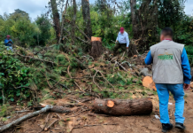 Fiscalía continúa la investigación por tala ilegal en Tingambato; ocho vehículos fueron asegurados