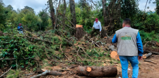 Fiscalía continúa la investigación por tala ilegal en Tingambato; ocho vehículos fueron asegurados