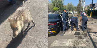 Capturan a jabalí en el centro de Morelia