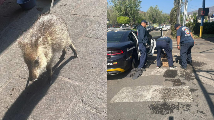 El clima extremo continúa se esperan más lluvias, vientos fuertes e inundaciones. #Brasil #MinasGerais #Inundaciones #Emergencia #ClimaExtremo #JuizdeFora (7)