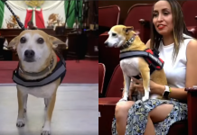 Congreso del estado ya permite ingreso de animales de acompañamiento y servicio.