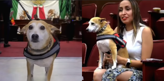 Congreso del estado ya permite ingreso de animales de acompañamiento y servicio.