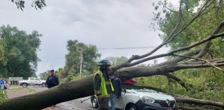 Muere joven tras caída de árbol sobre vehículo en Villa Jiménez