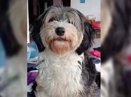 Un hombre fue captado en video cometiendo un acto de abuso contra una perrita