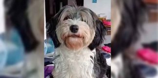 #VIDEOFUERTE Un hombre fue captado en video cometiendo un acto de abuso contra una perrita