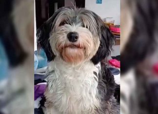 #VIDEOFUERTE Un hombre fue captado en video cometiendo un acto de abuso contra una perrita