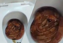 #VIDEO // Sorpresa en Morelia: encuentran culebra dentro del sanitario de una vivienda