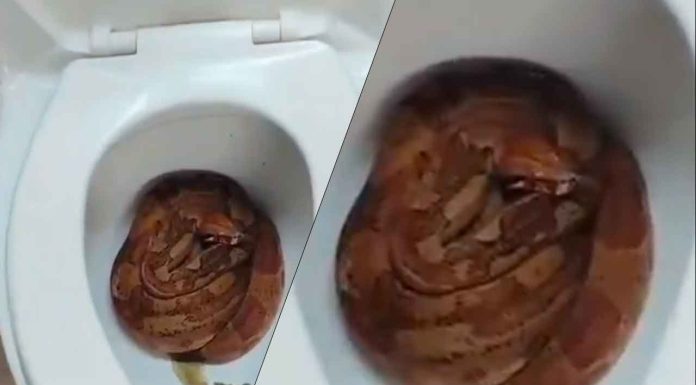 #VIDEO // Sorpresa en Morelia: encuentran culebra dentro del sanitario de una vivienda