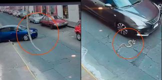 #VIDEO // Enorme serpiente cae en plena calle del Centro de Morelia