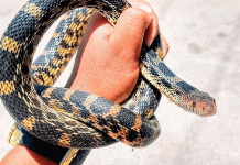 Serpientes en Morelia: primavera y lluvias activan avistamientos en viviendas