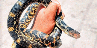 Serpientes en Morelia: primavera y lluvias activan avistamientos en viviendas