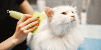 Más que estética: por qué cepillar a tu gato mejora su salud