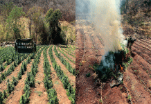 Defensa localiza y destruye 5 plantíos de marihuana en Huetamo