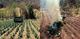 Defensa localiza y destruye 5 plantíos de marihuana en Huetamo