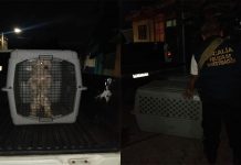 Rescata FGE a tres ejemplares caninos víctimas de maltrato animal en Lomas de Guayangareo