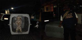 Rescata FGE a tres ejemplares caninos víctimas de maltrato animal en Lomas de Guayangareo