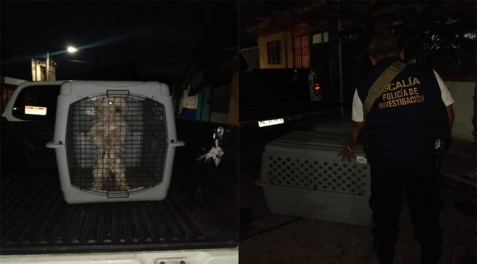 Rescata FGE a tres ejemplares caninos víctimas de maltrato animal en Lomas de Guayangareo