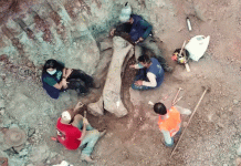 Descubren en Brasil un dinosaurio gigante de 20 metros vinculado a especie europea