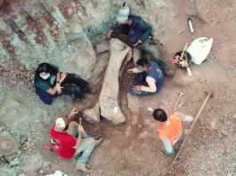 Descubren en Brasil un dinosaurio gigante de 20 metros vinculado a especie europea