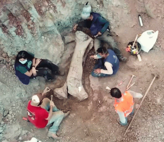 Descubren en Brasil un dinosaurio gigante de 20 metros vinculado a especie europea