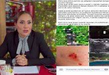 Acusan a directora del IMPA de maltrato animal; animalistas exigen su destitución en Morelia