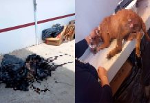 Presenta IMPA denuncia por señalamientos infundados