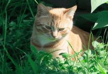 Alerta sanitaria: hongo transmitido por gatos preocupa a especialistas en Sudamérica