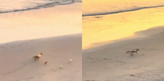 #VIDEO//Caballo y perritos enternecen redes al correr juntos en la playa