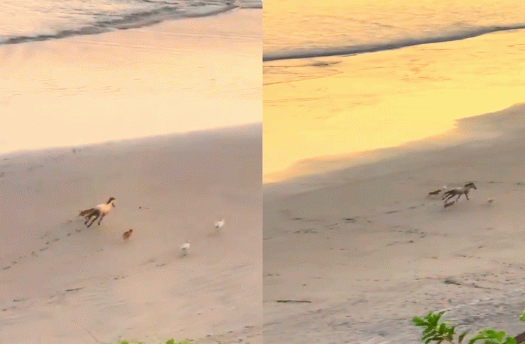 #VIDEO//Caballo y perritos enternecen redes al correr juntos en la playa