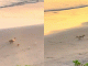 #VIDEO//Caballo y perritos enternecen redes al correr juntos en la playa