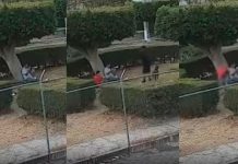 #VIDEO Denuncian brutal caso de maltrato animal; perrita lucha por su vida tras ataque provocado