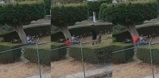 #VIDEO Denuncian brutal caso de maltrato animal; perrita lucha por su vida tras ataque provocado