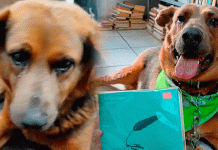 Chilaquil, el perrito que se convirtió en el alma de una librería en Morelia