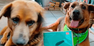 Chilaquil, el perrito que se convirtió en el alma de una librería en Morelia