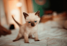 El secreto de los gatos para siempre caer de pie